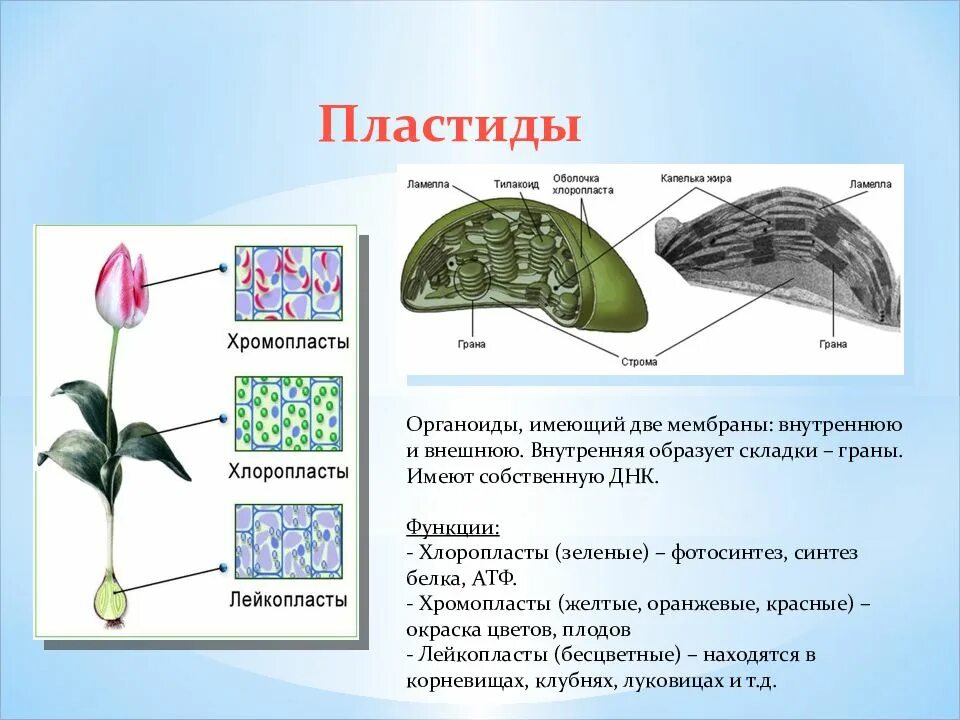 Хлоропласт имеет днк. Хлоропласты хромопласты лейкопласты. Пластиды функции органоида. Пластиды хлоропласты. Строение органоида пластиды.