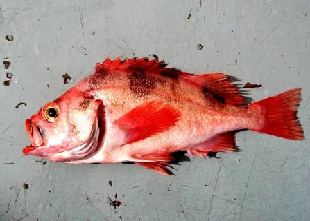 Морские окуневые