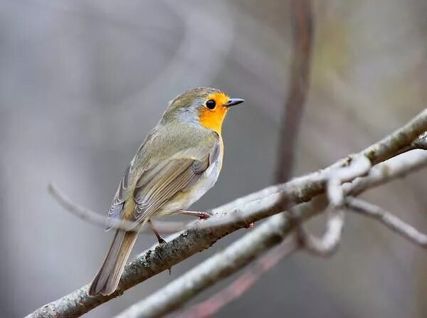 Отряд воробьинообразные виды. Отряд воробьинообразные птицы представители. Отряд воробьинообразные виды. Отряд воробьинообразные подмосковье. Отряд воробьиные представители.