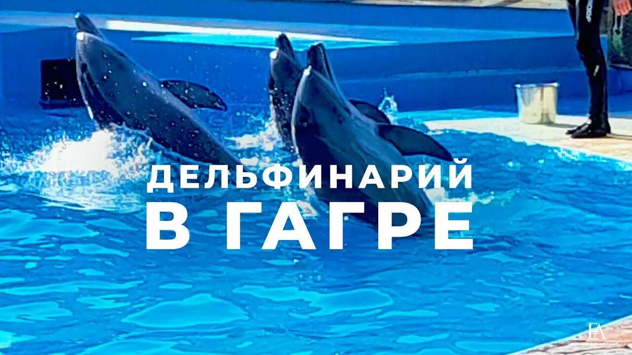 Дельфинарий в Абхазии. Дельфинарий Гагра Абхазия. Геленджикский дельфинарий. Дельфинарий гагра