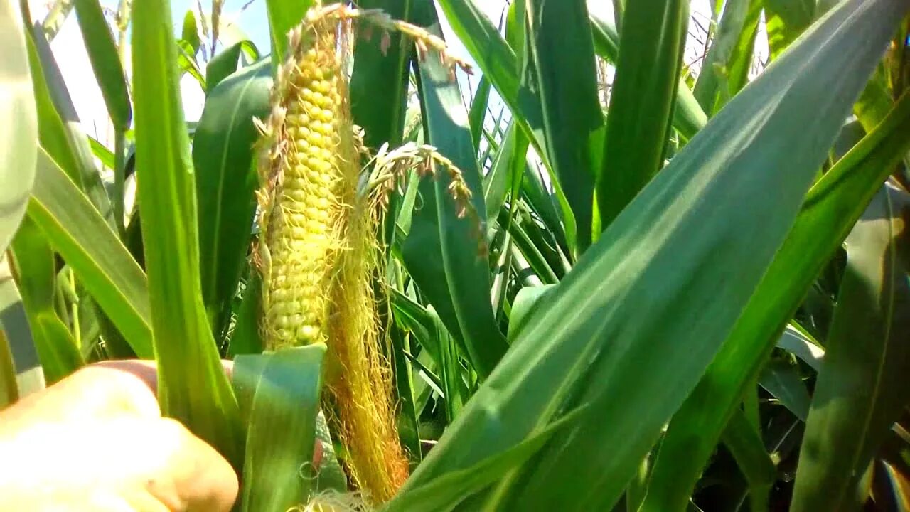 Метелки кукурузы. Цветение початка кукурузы. Метелки кукурузы. Метелки кукурузы. Метелки в поле.
