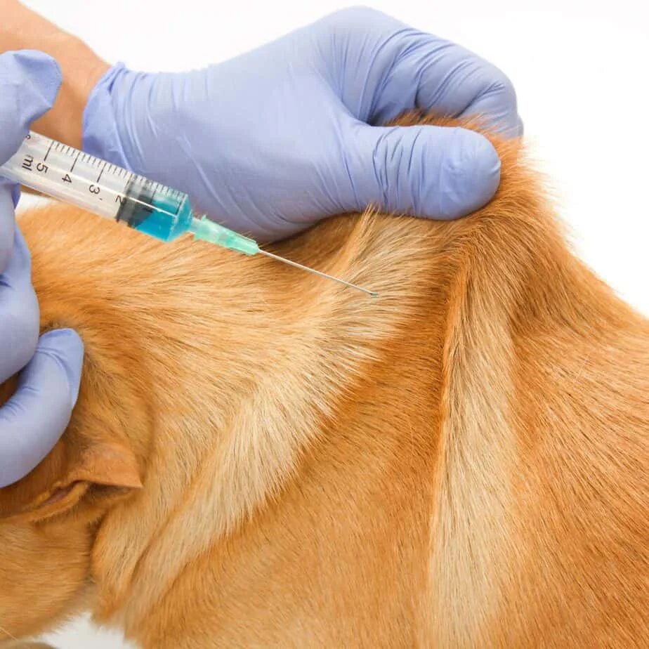 Вакцинация животных. Укол собаке внутримышечно. Внутримышечный укол собаке.