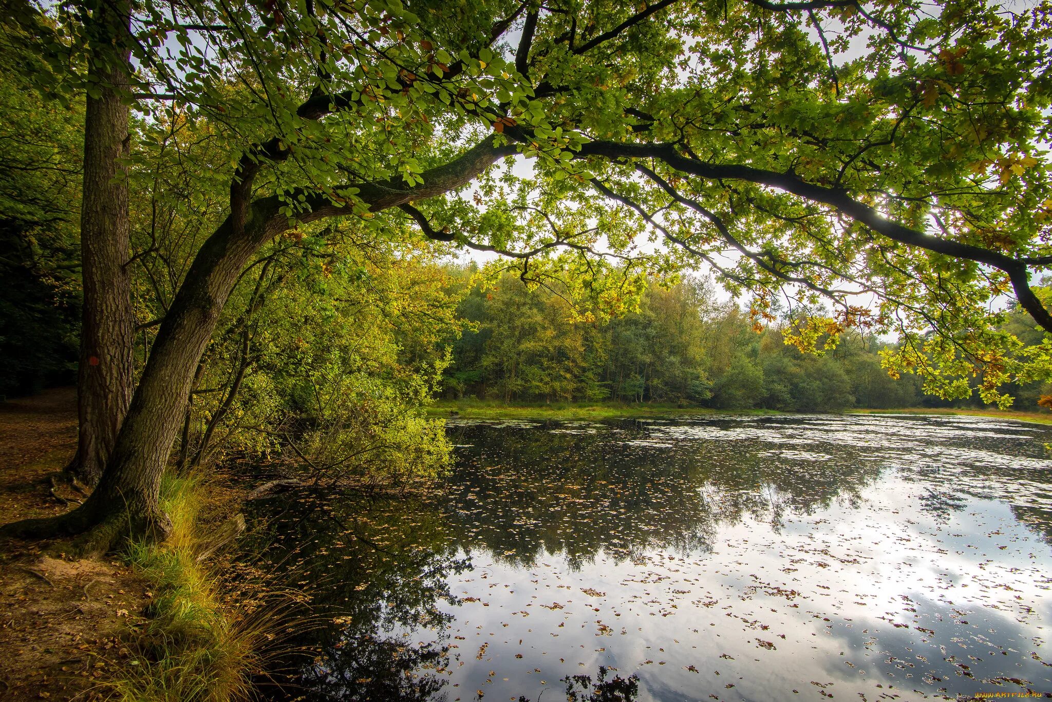 Деревья растущие вдоль рек. Деревья растущие вдоль рек. Старое дерево карагач. Плакучая ива дерево. Плакучая ива над горной рекой.