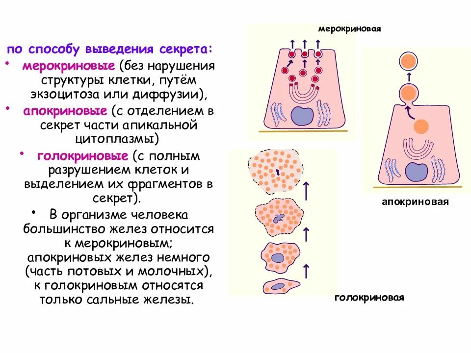 Вещества разрушающие клетку. Мерокриновые апокриновые голокриновые железы гистология. Мерокриновый апокриновый голокриновый Тип секреции. Мерокриновый Тип секреции пример. Тип секреции апокриновых желез.