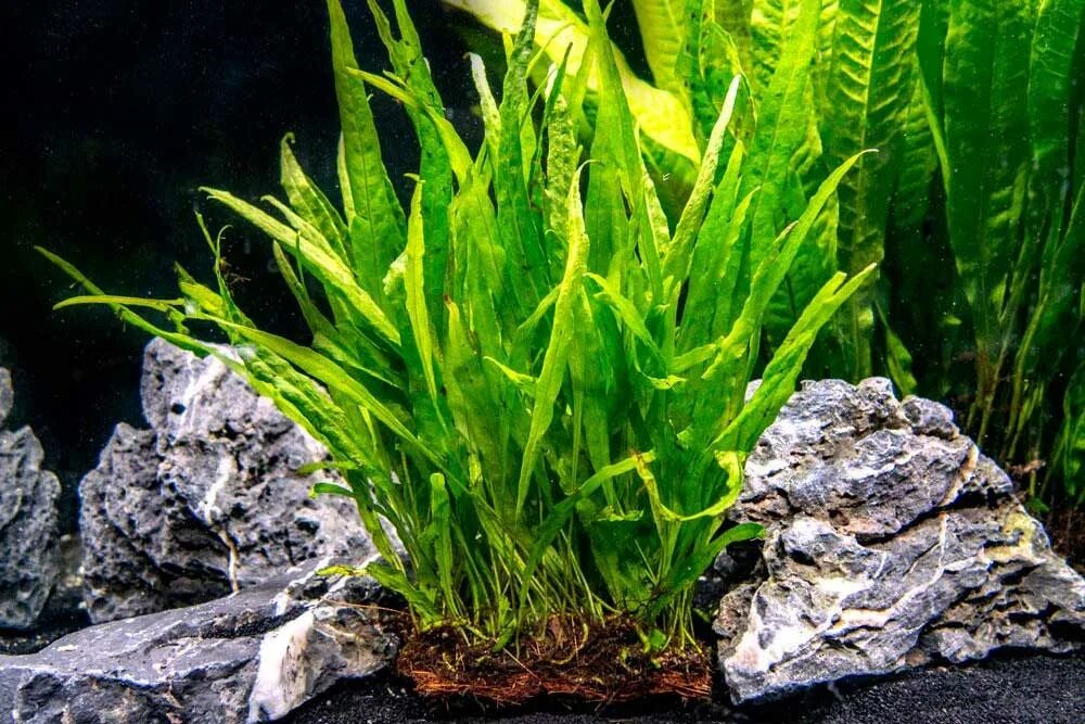 Таиландский папоротник (микрозориум). Папоротник таиландский (microsorum pteropus). Папоротник таиландский узколистный. Папоротник узколистный аквариумный. Папоротник таиландский узколистный.