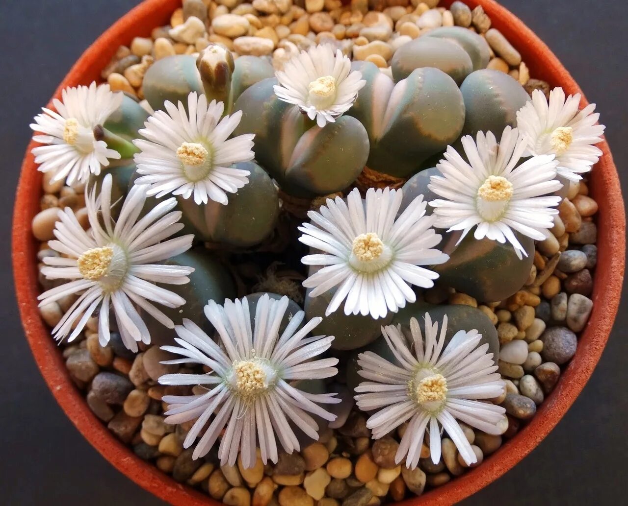 Суккулент литопс. Литопс Конофитум. Литопс Франца. Lithops villetii. Живые камни литопсы.
