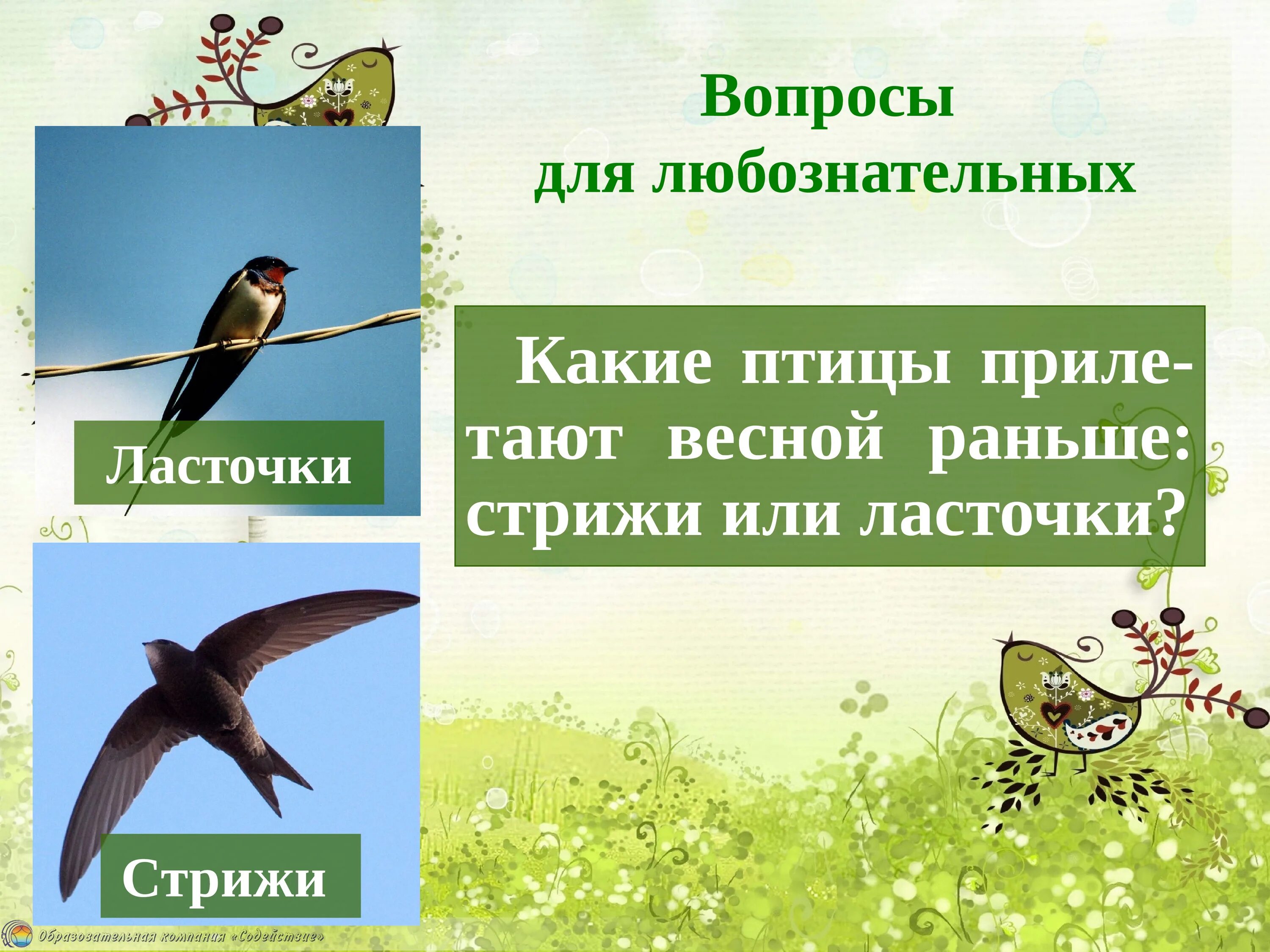 Изменения в жизни птиц весной. Слайд весенние изменения в жизни животных и птиц. Весенние изменения в жизни птиц. Птицы весной презентация