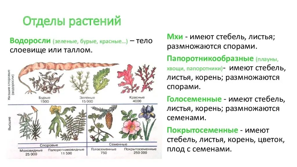 Что характерно для мхов. Отделы растений биология кратко. Высшие растения систематика. Систематика растений отделы. Биология 5 класс на какие отделы делится царство растений?.