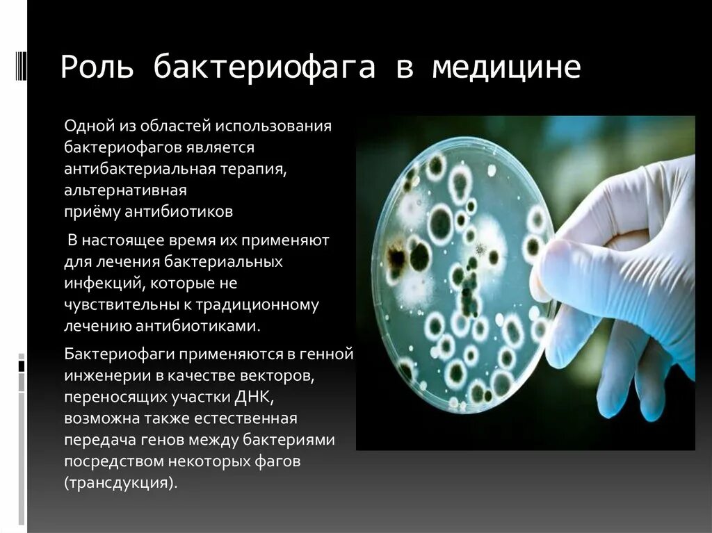 Роль бактериофагов в медицине. Значение бактериофагов в медицине. Роль бактериофагов в жизни человека. Использование бактериофагов в медицине. Презентация бактерий в жизни человека