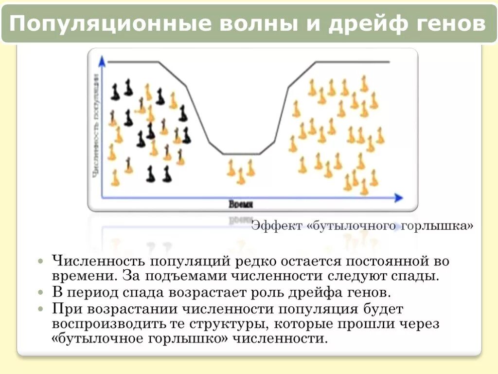 Эффект бутылочного горлышка и дрейф генов. Дрейф генов бутылочное горлышко. Популяционные волны и дрейф генов. Эффект бутылочного горлышка.