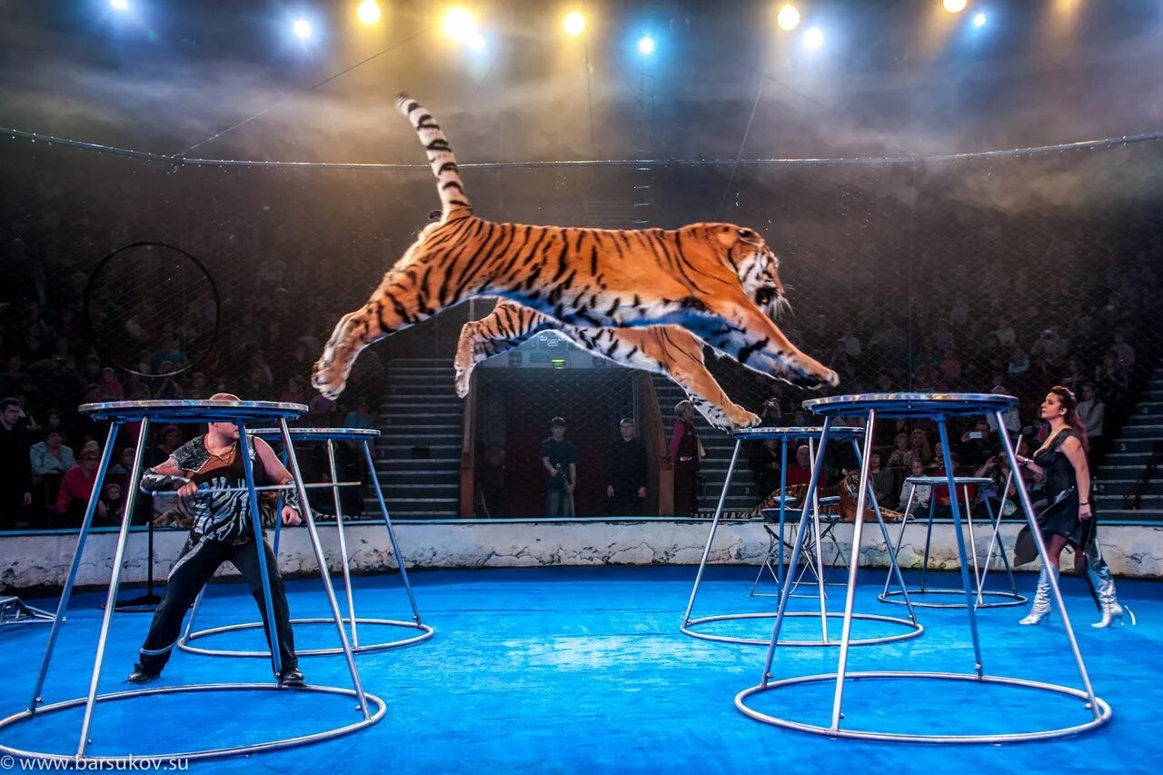Артур багдасаровы цирк. Цирк багдасаровых. Михаил багдасаров цирк. Цирк багдасаровых. Артур багдасаров цирк.