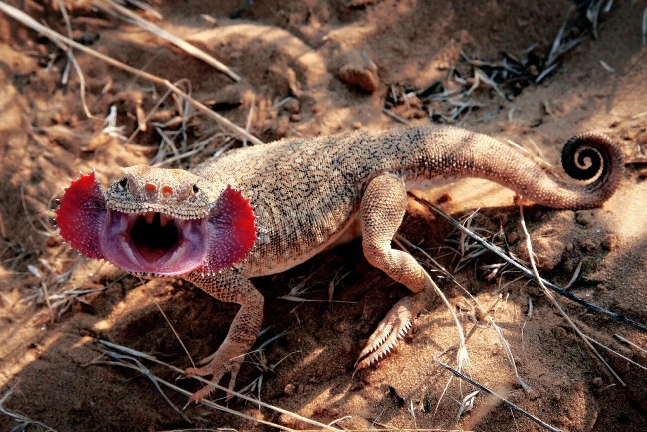 Агама круглоголовка. Ушастая круглоголовка (Phrynocephalus mystaceus). Ящерица круглоголовка вертихвостка. Круглоголовка Закаспийская.