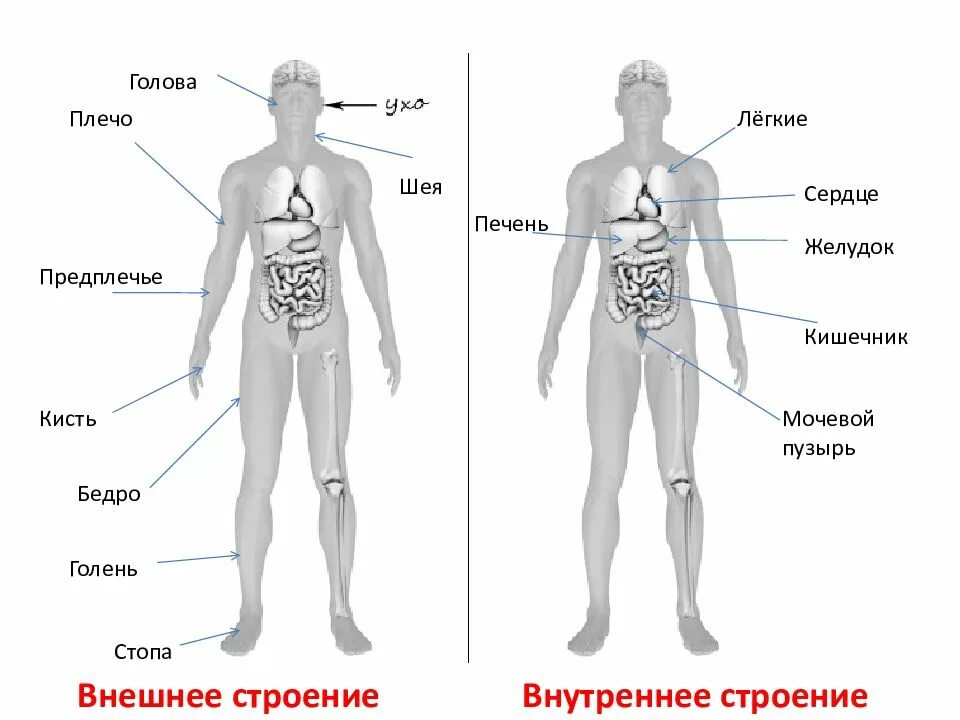 Для меня самый главный самый любимый впр. Тело человека окружающий мир впр 4. части тела человека впр 4. тело человека органы 4 класс впр. строение тела человека впр 4.