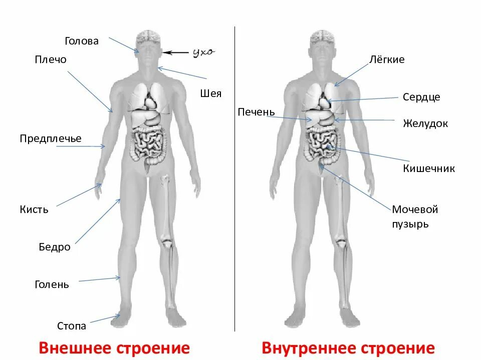 Части тела человека окружающий мир ВПР 4. Тело человека органы 4 класс ВПР. Строение тела человека ВПР 4. Части тела человека ВПР 4 класс.