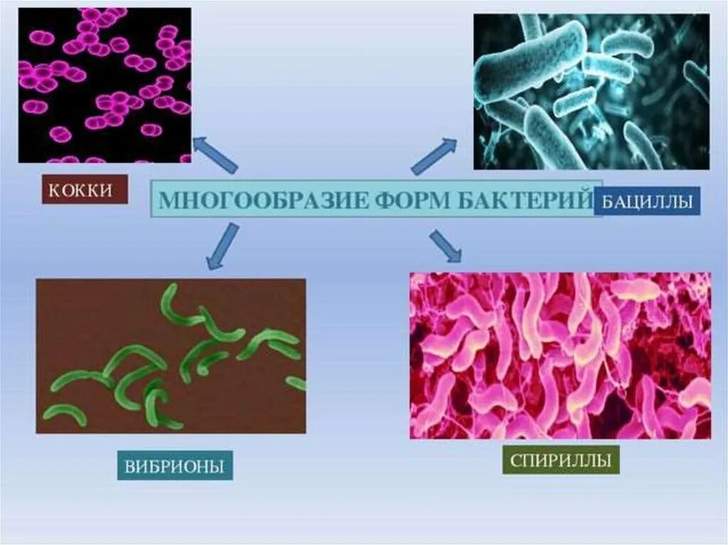 Тест многообразие и значение бактерий и вирусов. Разнообразие бактерий. Разнообразие форм бактерий. Бактерии презентация. Строение, разнообразие бактерий.