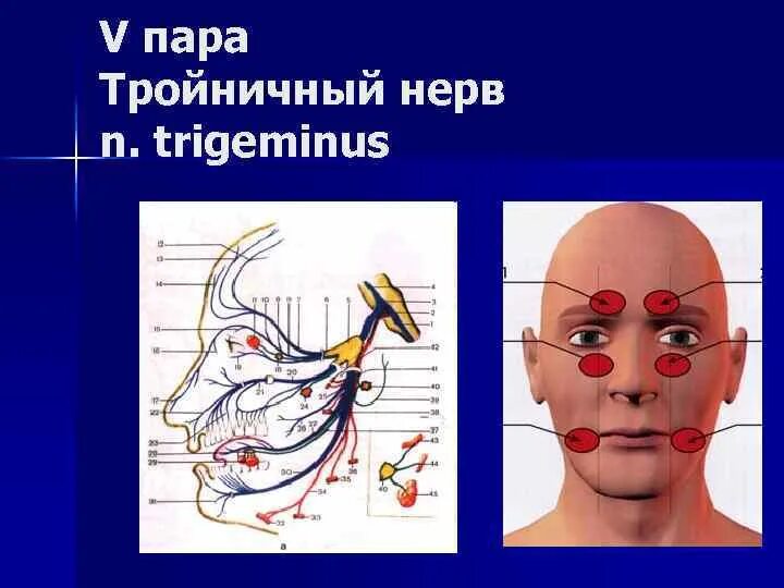 Тройничного нерва 9 букв. Тройничный нерв атлас. Схема блокады тройничного нерва. Блокада ветвей тройничного нерва.