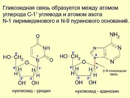 Какое вещество содержит сложноэфирную группировку атомов
