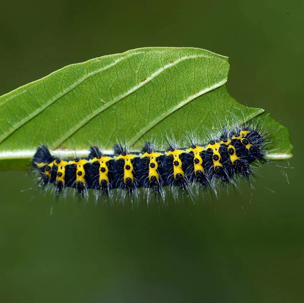 зеленая гусеница капустница. Papilio machaon гусеница. гусеница бабочки. гусеница бабочки махаон. гусеница бабочки.