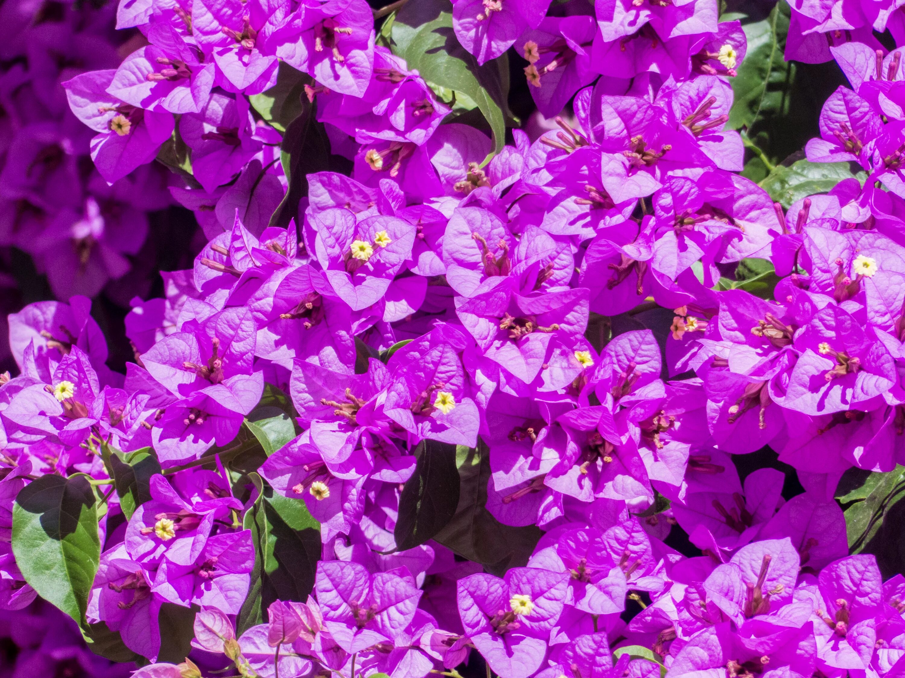 Растение бугенвиллия. Бугенвиллея. бугенвиллия цветок. бугенвиллия purple. бугенвиллия куст.