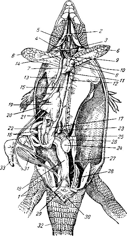 Внутренние органы рептилий. Топография внутренних органов агамы. Топография внутренних органов ящерицы. Утконос внутреннее строение органов. Анатомия агамы.