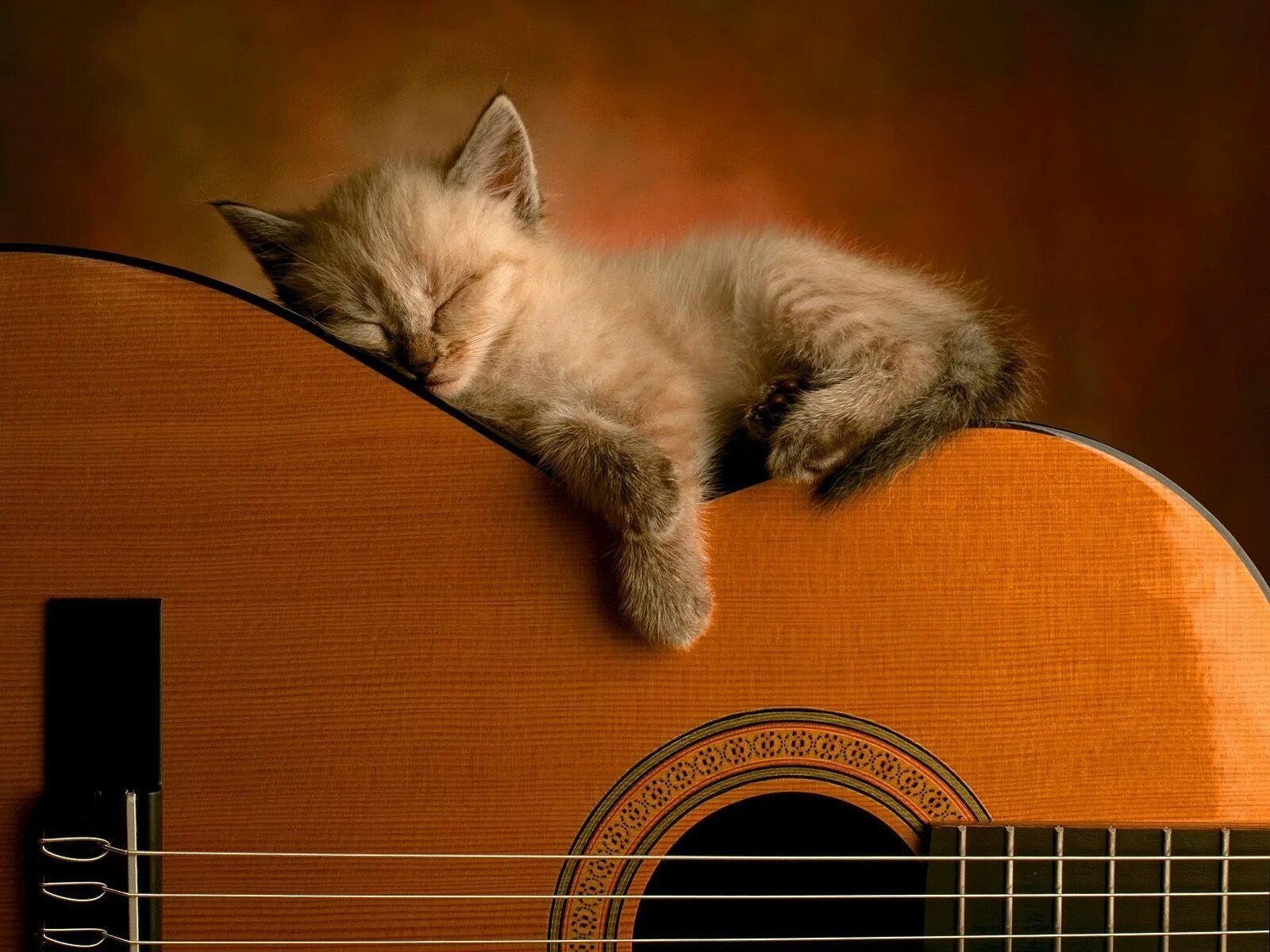 Спи спокойно песня слушать. Гитара "котенок". Котик с гитарой. Кот с электрогитарой. Кот-музыкант.