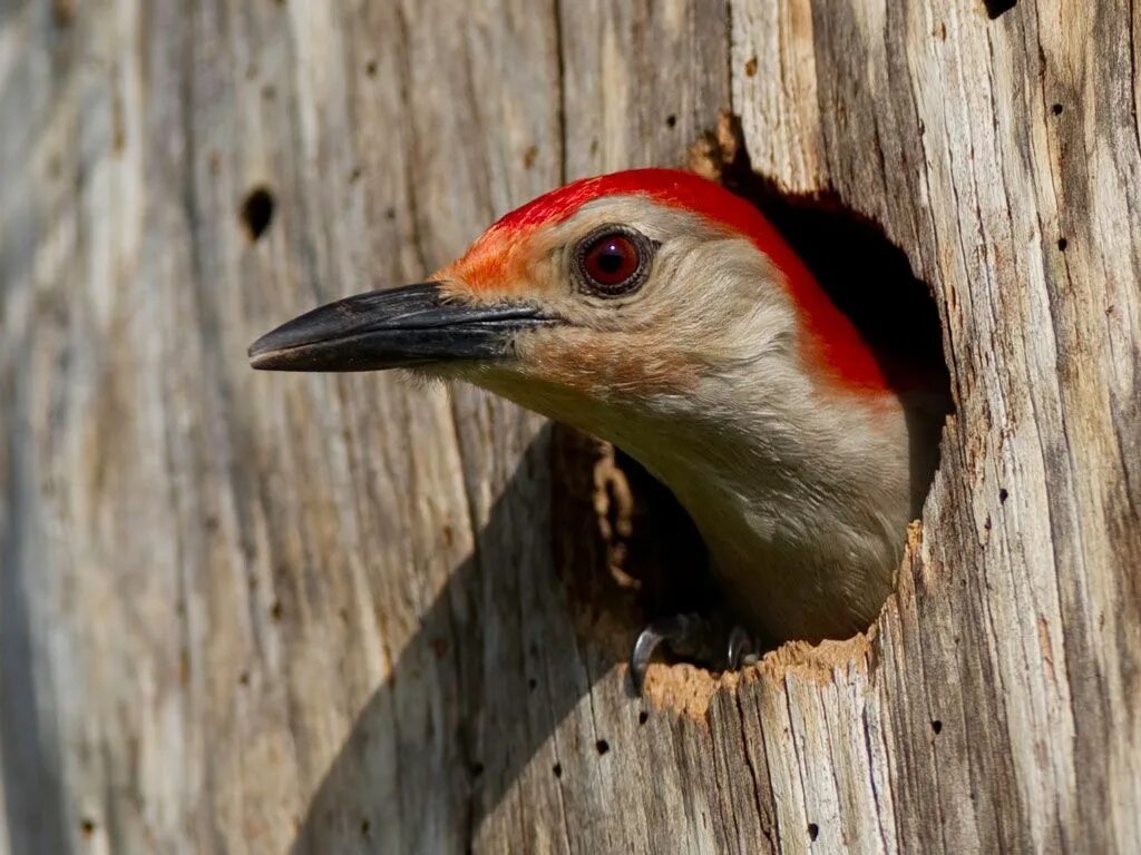 Красноголовый дятел. Красноголовый меланерпес. Пальцы дятла. Red-headed Woodpecker.