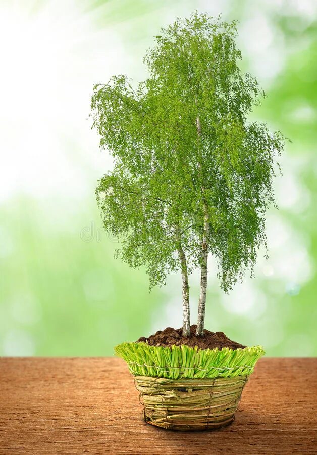 Растёт в волгограде берёзка. Высота березы. Вырасти дерево береза. Сосна продолжительность жизни дерева. Набор для выращивания вырастить дерево русская берёза.