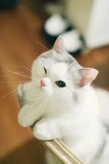 Котик милы