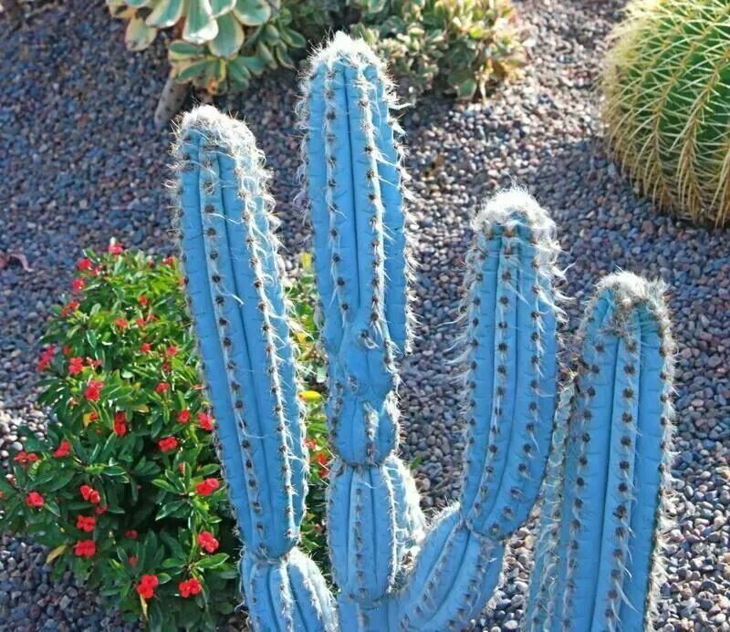 Кактус бывает. Цереус азуреус. pilosocereus pachycladus. кактус цереус лазурный , перуанский. кактус цереус микс.