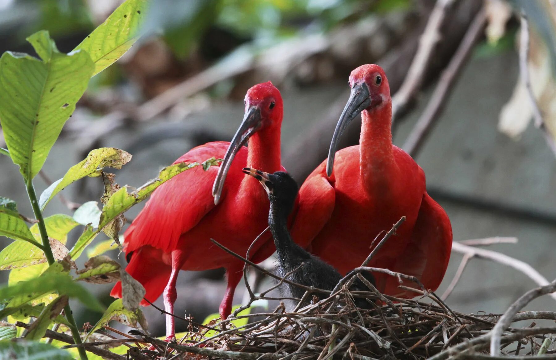 Красный Ибис Южная Америка. Южная Америка птицы красный Ибис. Венесуэла алый Ибис. Бразильский алый Ибис.