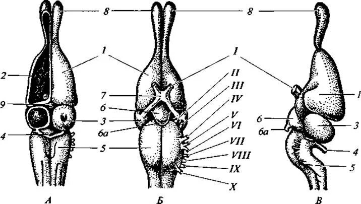 Головной отдел ящерицы. Головной мозг ящерицы вид сверху и снизу. Строение головного мозга варана. Головной мозг ящерицы сверху. Строение головного мозга ящерицы.