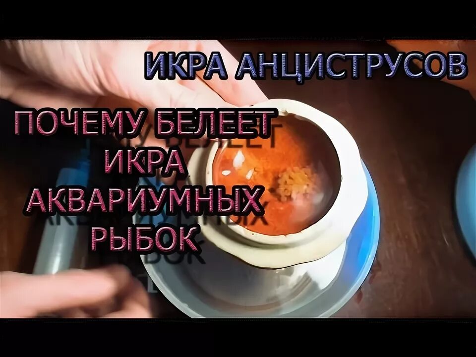 Почему белеет икра. Анциструсы инкубация икры. почему икра белеет. белеет икра у дискусов. почему икра анциструса белеет.