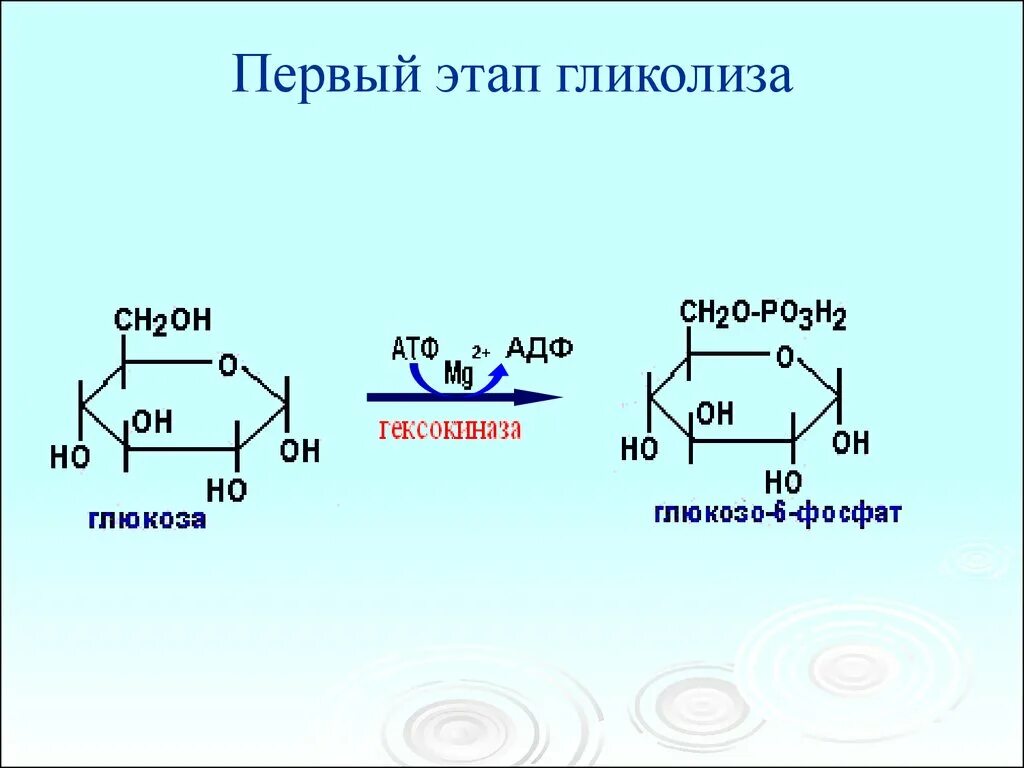 Первый этап гликолиза. Первый этап гликолиза реакции. Гликолиз 1 этап реакции. Схема второй стадии гликолиза.
