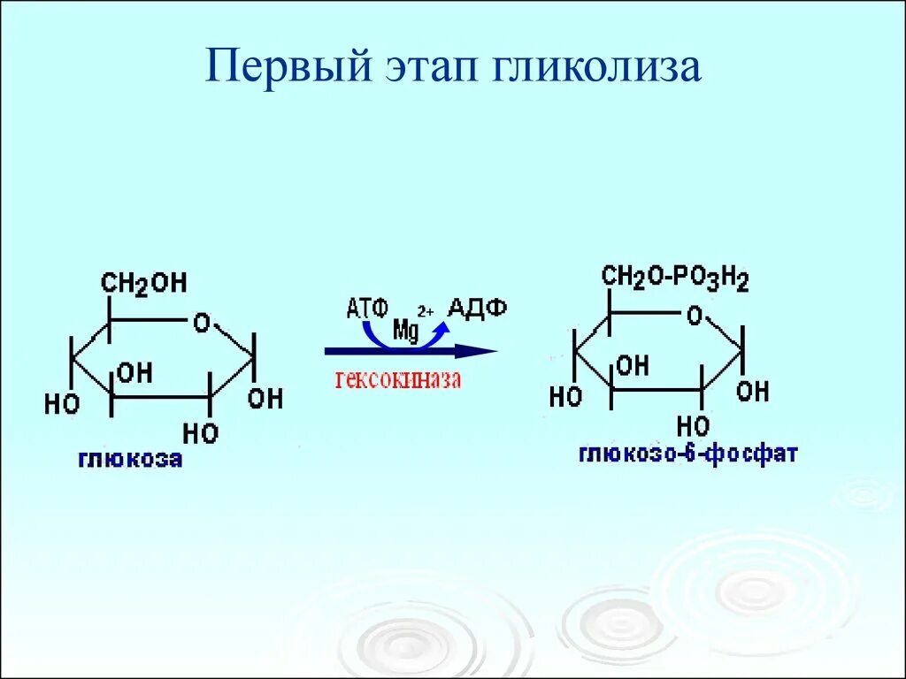 Первый этап гликолиза. Первый этап гликолиза реакции. Гликолиз 1 этап реакции. Схема второй стадии гликолиза. Количество этапов в гликолизе