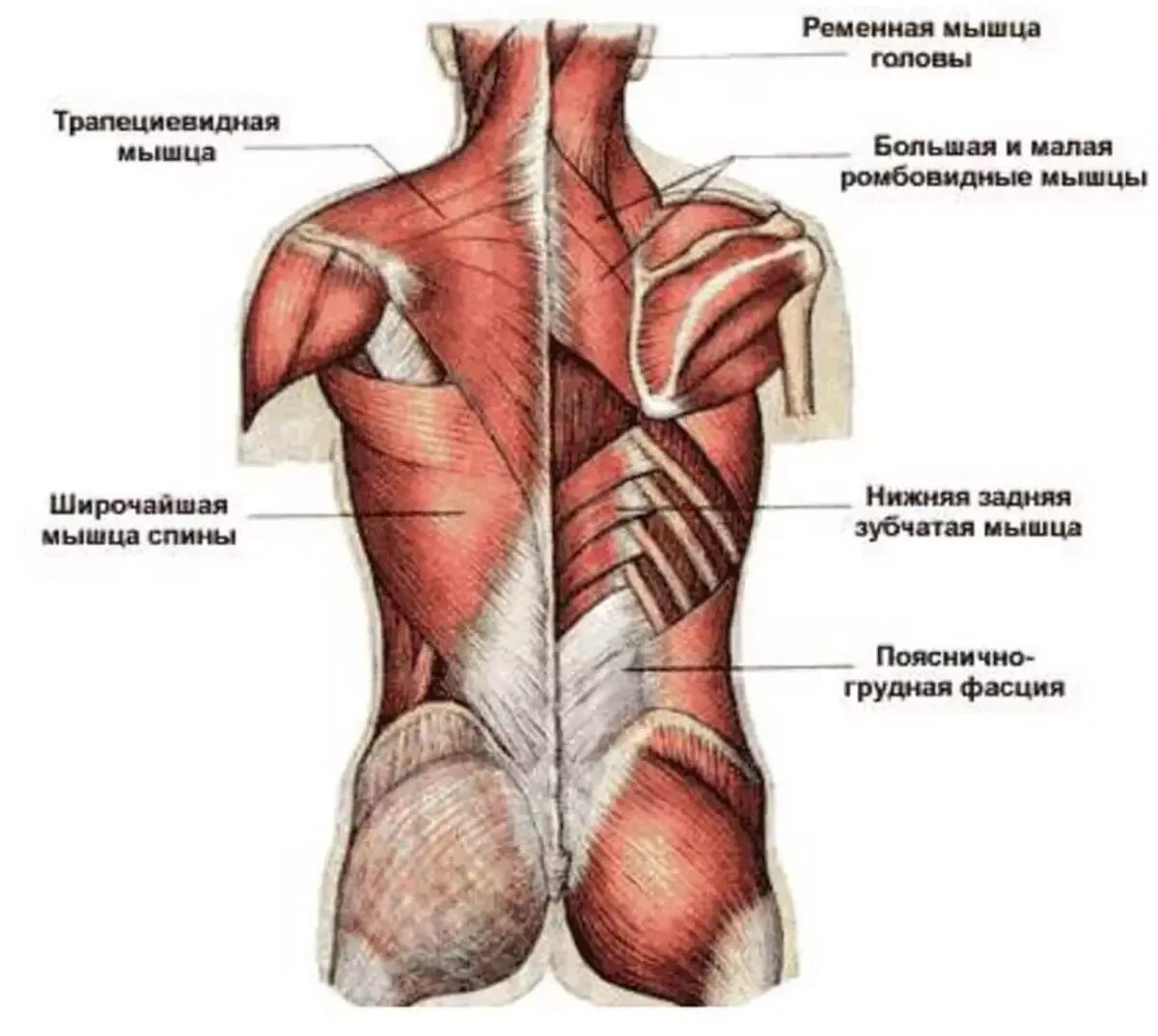 Поясница левая часть. Атлас Синельников мышцы спины. Трапециевидная мышца спины анатомия. Фасции мышцы спины человека анатомия. Мышцы верхней части спины анатомия.