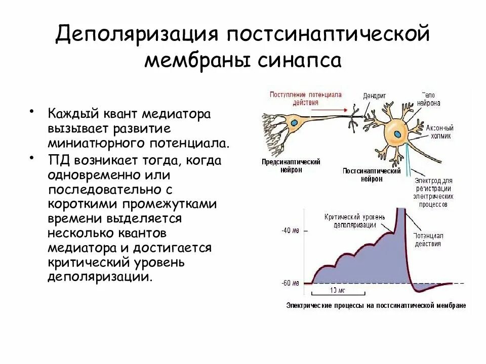 Деполяризация мембраны клетки. Деполяризация мембраны это. Деполяризация клеточной мембраны. Потенциал нервной клетки.