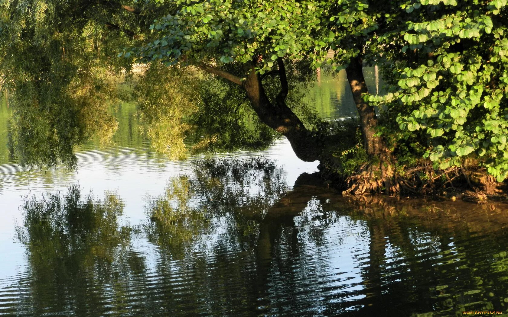 Дерево отражается в воде. Деревья у пруда. Деревья у водоёма. Дерево на берегу реки. Отражение деревьев в воде.