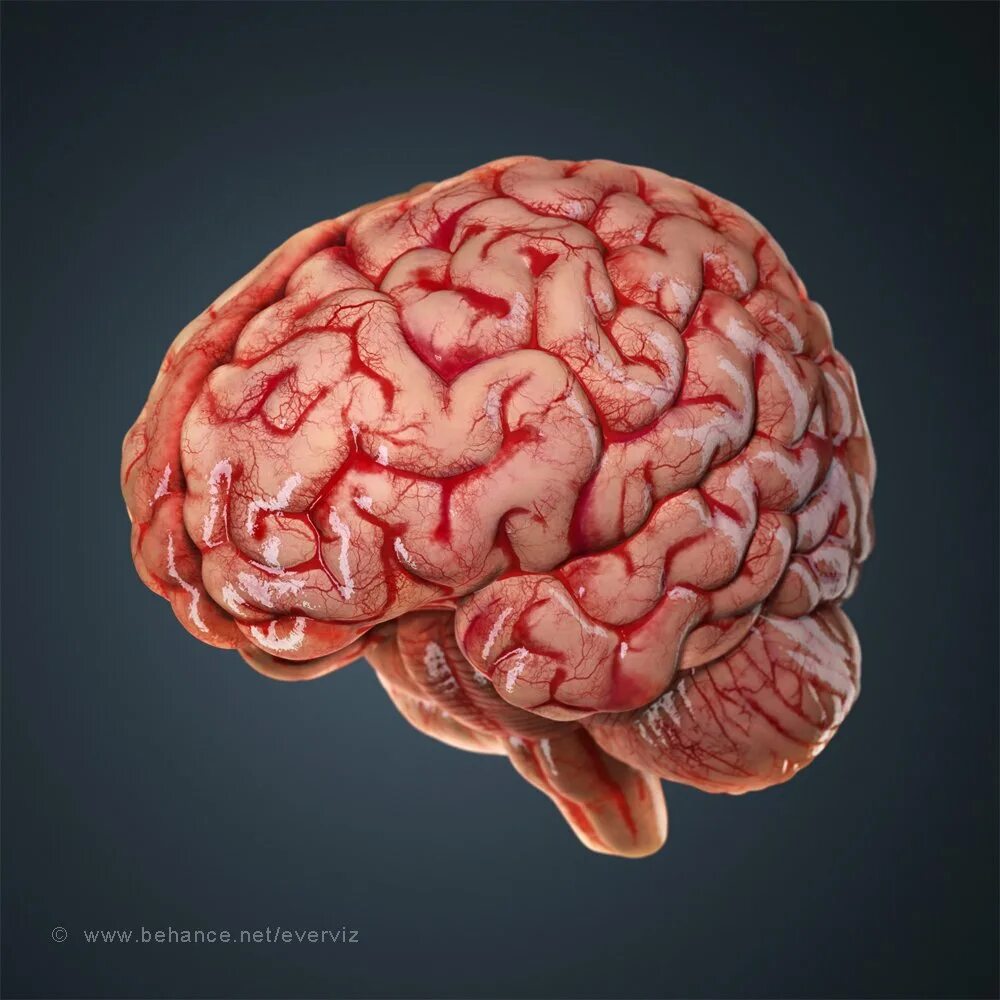 Мозги картинка. Мозги человека анатомия.