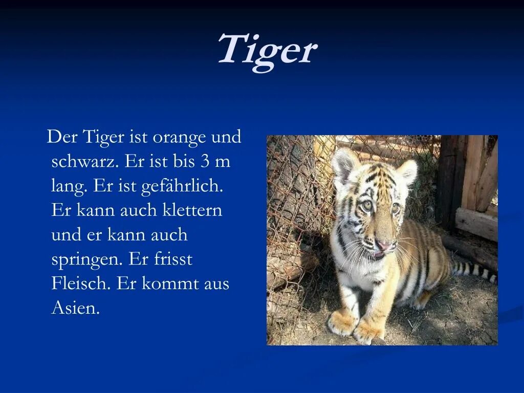 Уссурийский заповедник. Der tiger. Пазл тигр. Тигр акбар. Der tiger.