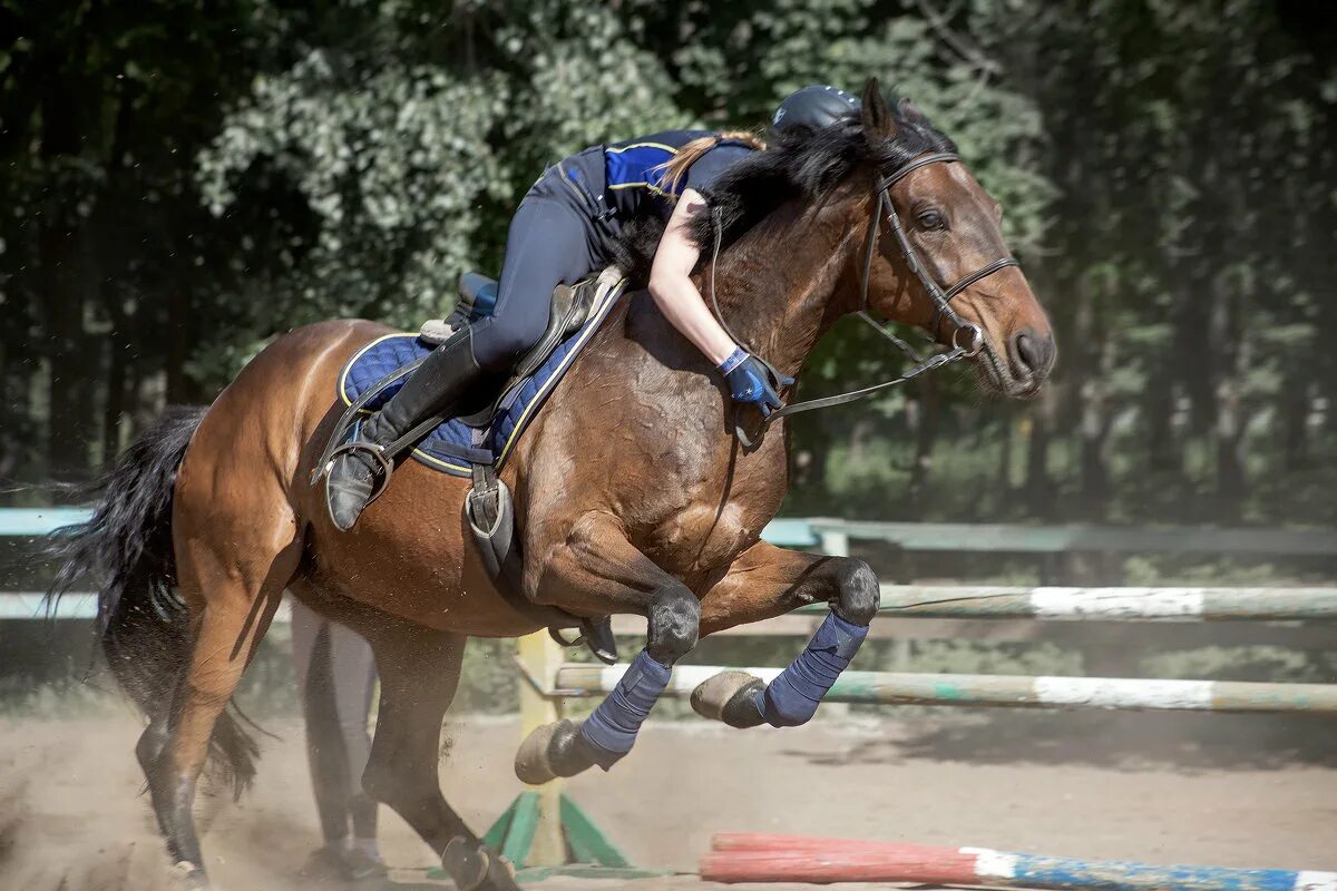 Конкур класс. Гран при лошади. Конкур класс. Конкур класс. Конкур 120 см.