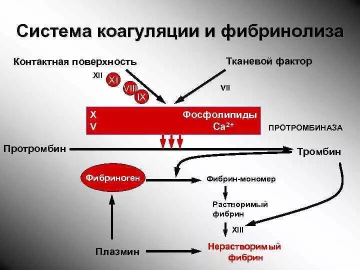 Тромбин фибриноген фибрин. Протромбин тромбин фибриноген фибрин. Система коагуляции. Протромбин в тромбин.