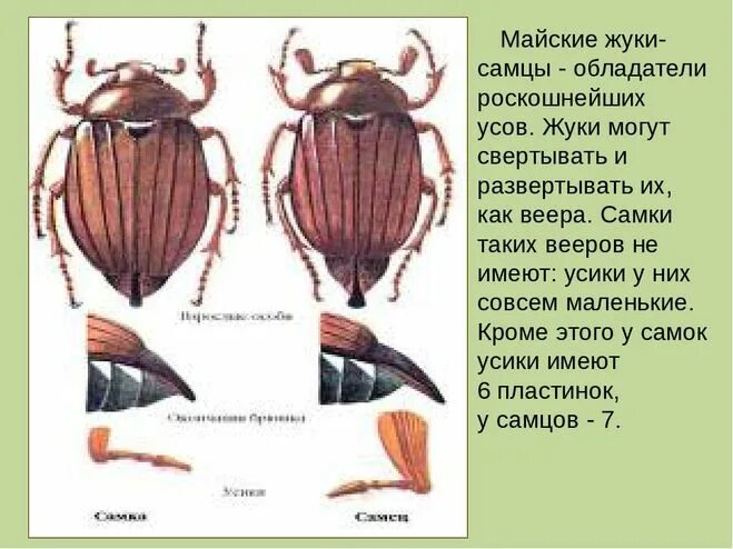 Как определить пол майского жука