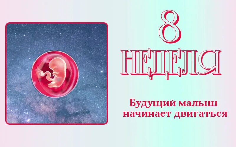 Сегодня 8 недель. 8 Акушерская неделя беременности. Восьмая неделя беременности акушерская. Плод на 8 акушерской неделе беременности.