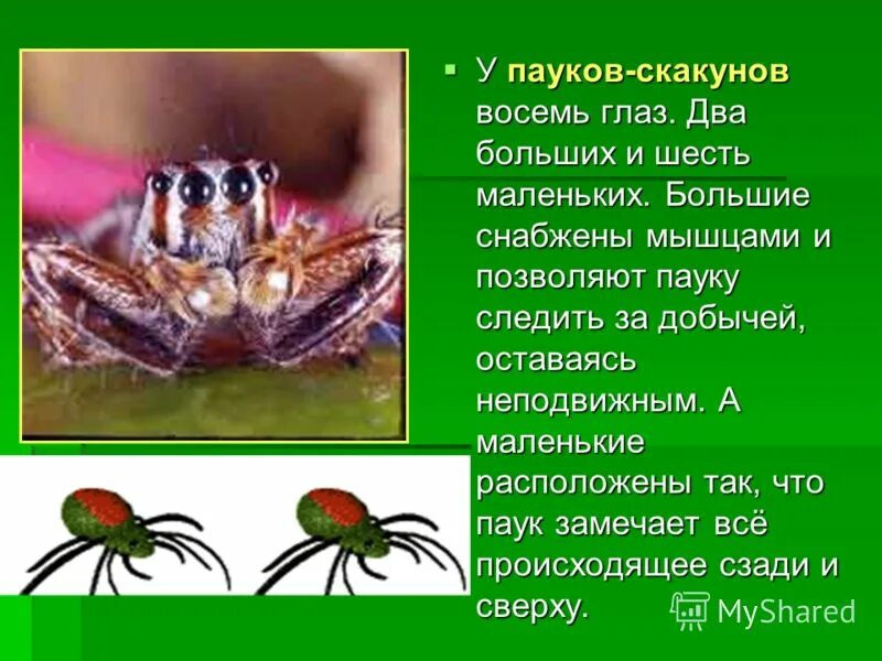 Класс паукообразные 7 класс биология конспект. Презентация пауки скакунчики. зрение насекомых и паукообразных. что едят паукообразные. паук скакунчик строение.