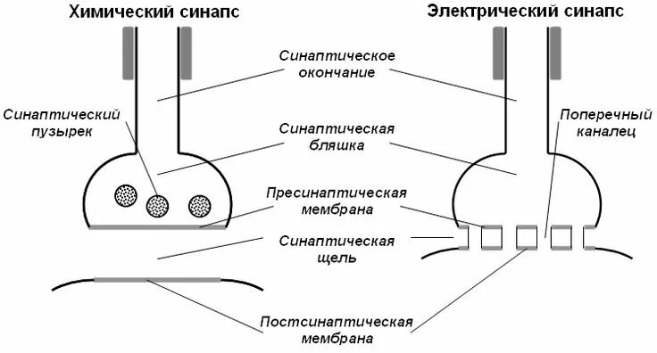 Анатомо физиологическое введение в неврологию д м н