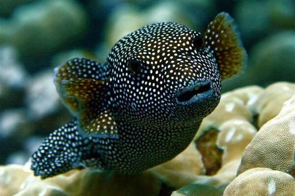 Saltwater aquarium fish, Exotic fish, Fish background