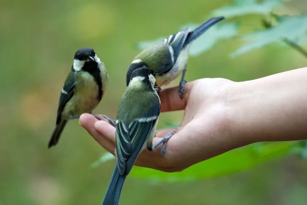 Этих двух птиц не встретишь. Птичка на ладошке. Птица на ладони. Синица в руках. Птица доверия.