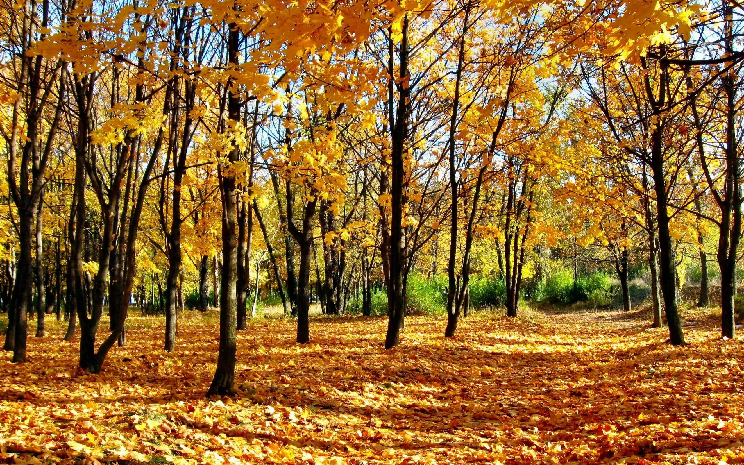 Осень листопад. Осенний лес. Обои осень. Кленовый лес.