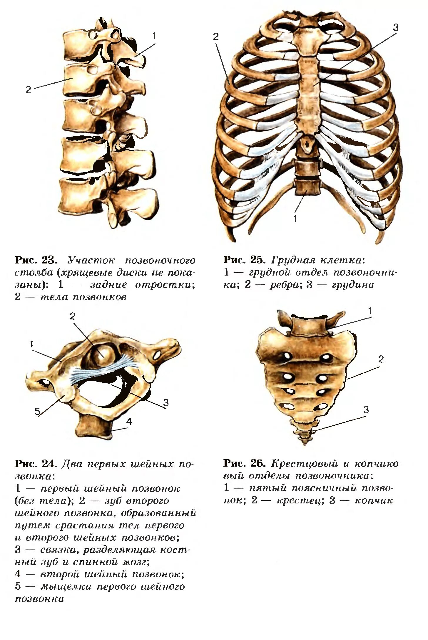 Шейный отдел кости скелета. Участок позвоночного столба рис 29. Два первых шейных позвонка биология 8 класс. Скелет позвоночника человека анатомия позвонков. Грудной отдел позвоночника скелет.