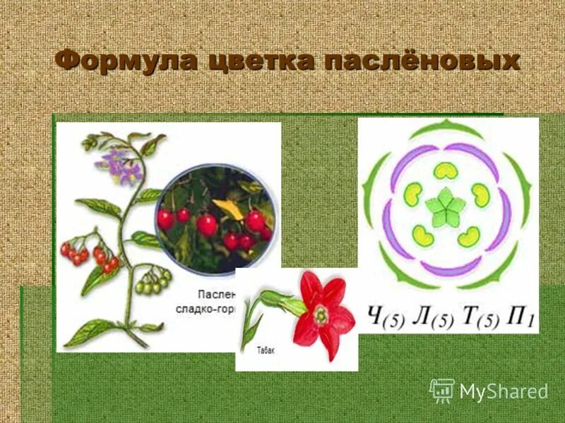 Строение цветка пасленовых растений. Семейство пасленовые томат формула. Семейство пасленовые плод коробочка. Загадки по биологии семейства пасленовые. Формула цветка томата.